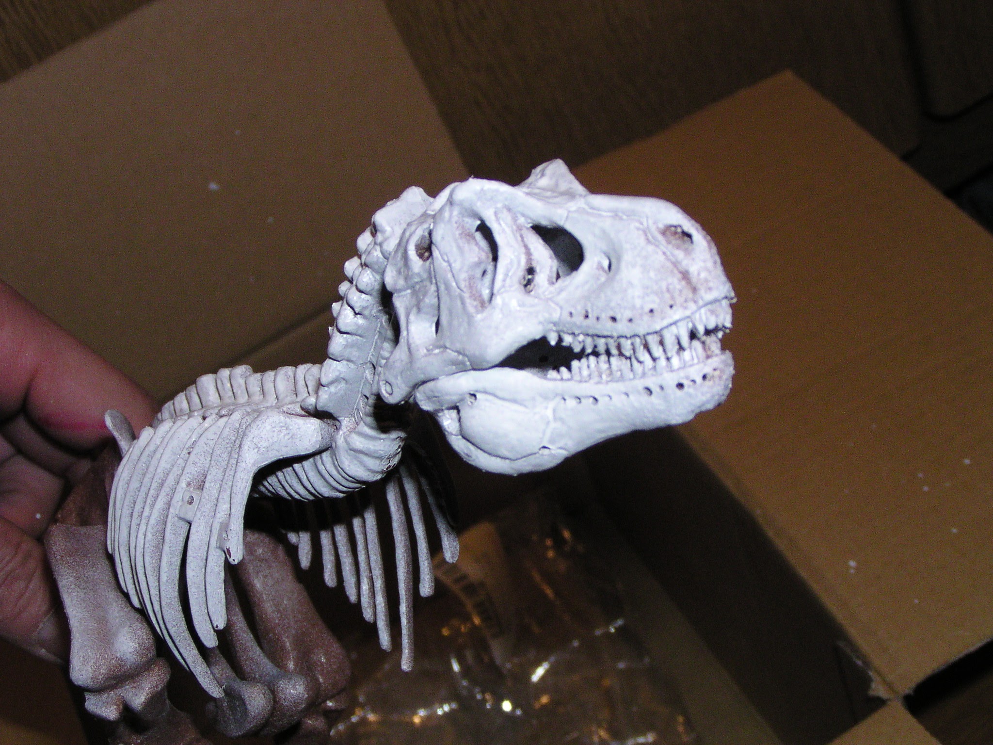 ティラノサウルス骨格モデル
